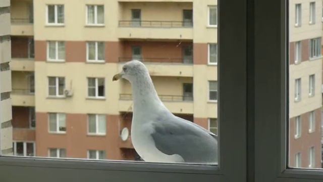Чайка и кот смотреть онлайн