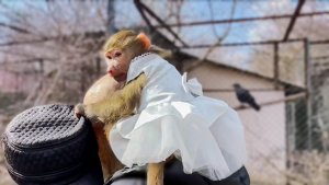 Обезьянка Люся надела шикарное СВАДЕБНОЕ ПЛАТЬЕ  и ЩЕГОЛЯЕТ в нем по ТАЙГАНУ!