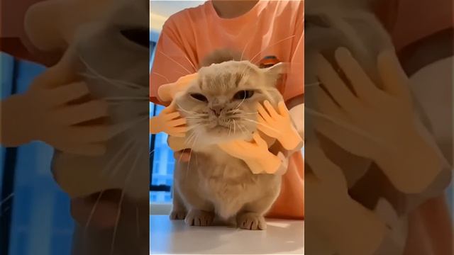 Котомассаж смотреть онлайн