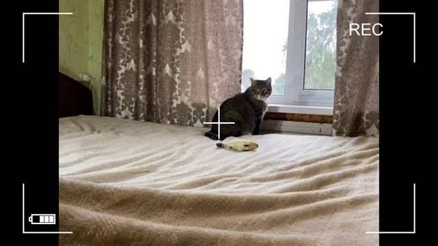 ПРО МОЕГО КОТА ... смотреть онлайн
