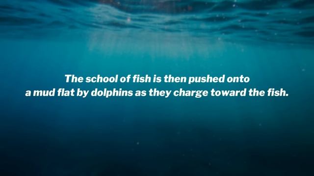 Dolphin VS Shark - What Happens When These Two Sea Animals Meet? смотреть онлайн