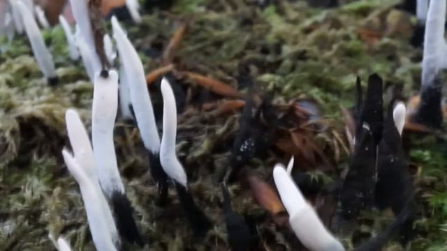 Próchnilec gałęzisty - Xylaria hypoxylon смотреть онлайн