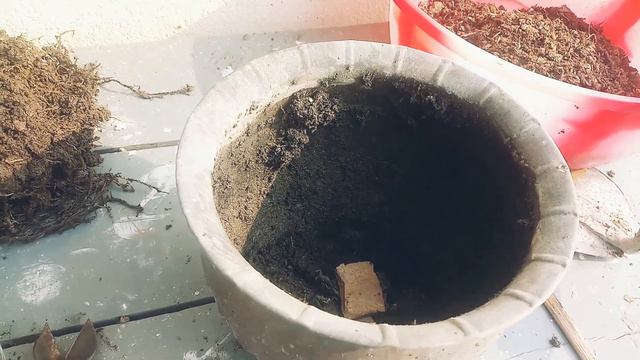 How To Grow GARDENIA In Pot/Soil Mix/care#