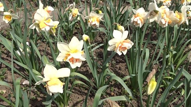 Narcissus var. Replete смотреть онлайн