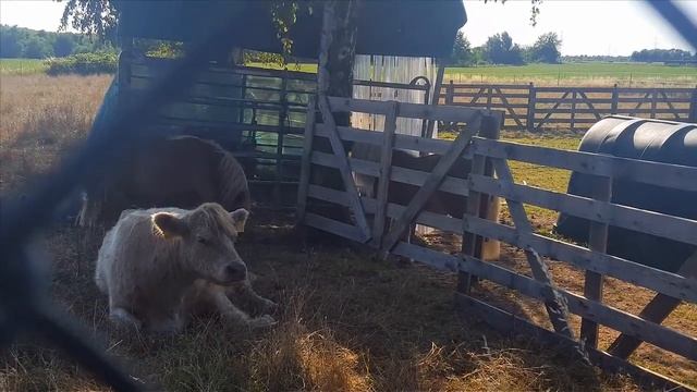 Корова наблюдатель! Животные, животный мир, Аnimals,Tiere смотреть онлайн