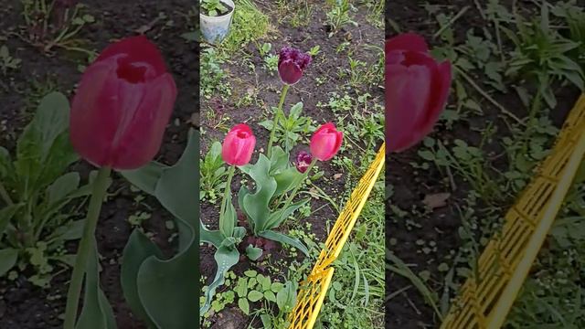 Мои цветы #клумба#цветы#тюльпаны#экомама #весна смотреть онлайн