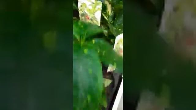 Аукуба смотреть онлайн