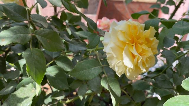 Compilation of 40 Beautiful Romantic Roses with name in 4K resolution: Winter & Spring 2021-22 смотреть онлайн