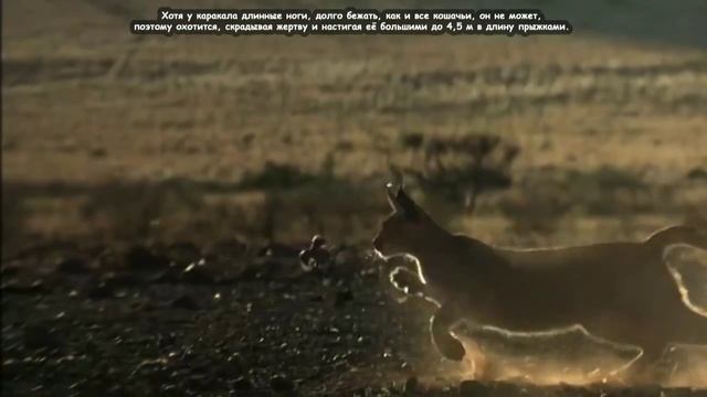 Каракал - Caracal (Энциклопедия животных)