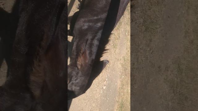 Поездка в Ростовский зоопарк смотреть онлайн