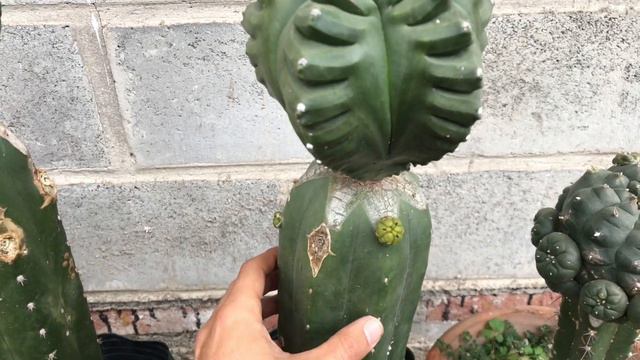 KIKKOS GIGANTES de la COLECCIÓN | Cuidados básicos y reproducción смотреть онлайн