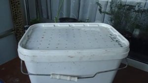 Дендробена. Обзор ящиков для разведения червей