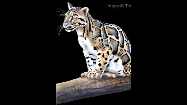 Animal Shorts: Clouded Leopards