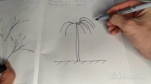 Обрезка шелковицы