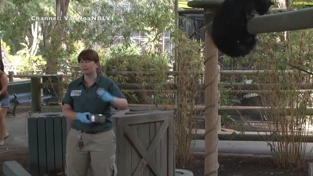 What are Binturongs? смотреть онлайн