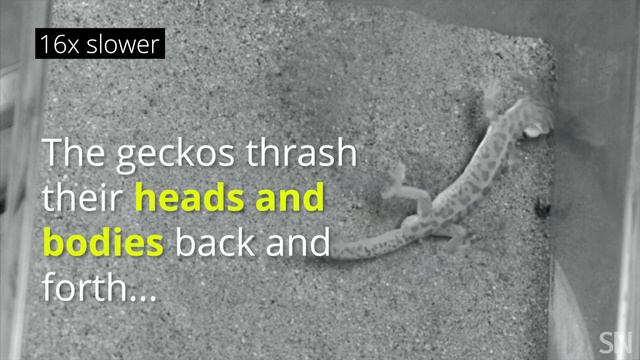 How these geckos eat scorpions | Science News смотреть онлайн