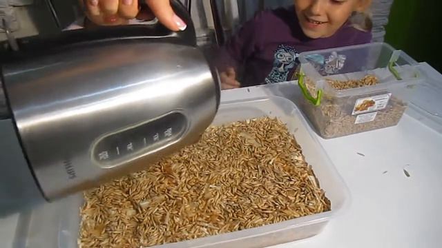 как прорастить зерно в домашних условиях смотреть онлайн