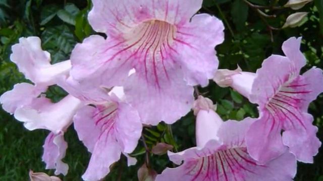 Flores смотреть онлайн