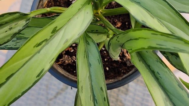 Aglaonema Cutlass Or Chinese Evergreen