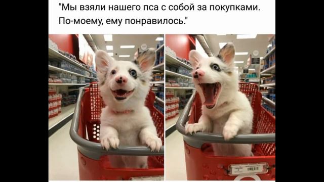 ЛЮТЫЕ ПРИКОЛЫ[ЕСЛИ БЫ У ЖИВОТНЫХ БЫЛИ ГЛАЗА КАК У ЛЮДЕЙ] смотреть онлайн