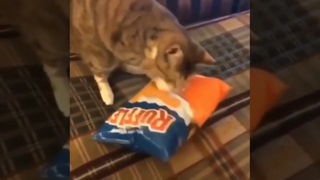Cute lazy eyed cat wants chips смотреть онлайн