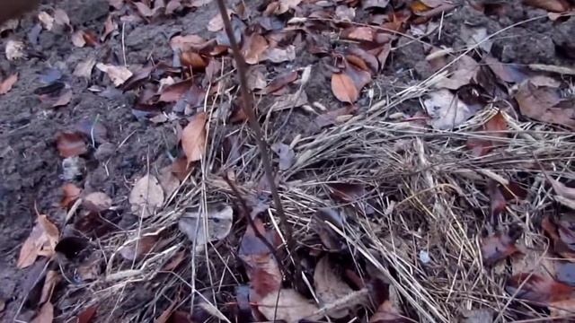 Как укрыть маленькую хурму на зиму смотреть онлайн