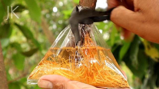 How to air layering rose apple with water. This method is super easy. смотреть онлайн