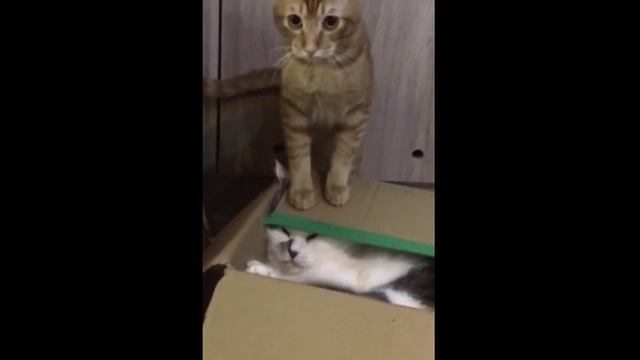 Узбагойсяяя! смотреть онлайн