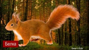 Животные для детей часть 8 | Учим названия и звуки лесных животных | Лесные животные