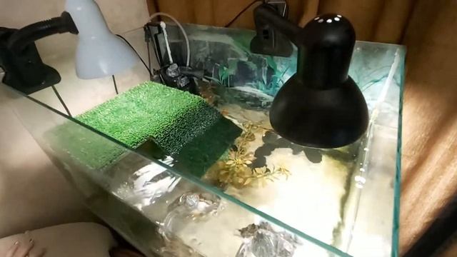 Жизнь красноухих черепах!!! Условия содержания черепашек! смотреть онлайн