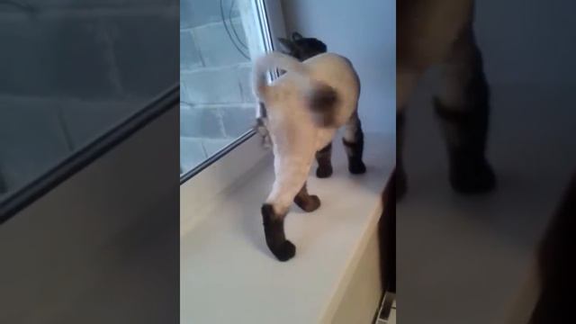 Стриженный британец