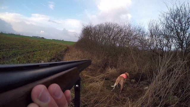 Bracco Italiano hunting on pheasant смотреть онлайн