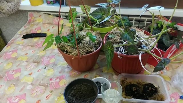 БЕГОНИИ-ампельные и вечноцветущие, из семян, клубнелуковиц и черенков смотреть онлайн