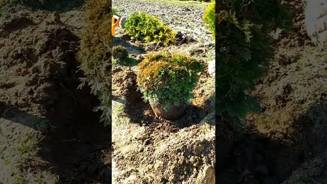 Выкопка Туя западная Столвик (Thuja occidentalis Stolwijk) смотреть онлайн