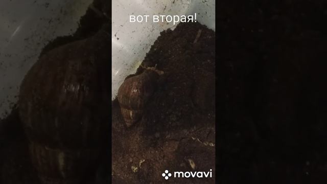УЛИТКИ ПРОСНУЛИСЬ! смотреть онлайн