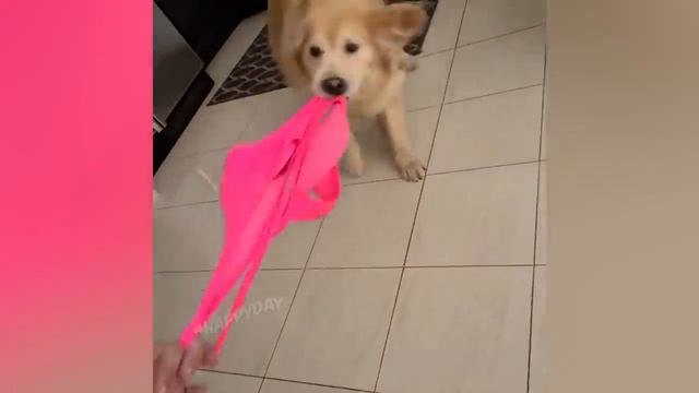 Я РЖАЛ ЦЕЛЫЙ ЧАС?КОШКИ 2022 ЛУЧШИЕ ПРИКОЛЫ_ СМЕШНЫЕ ЖИВОТНЫЕ ЗА ВЕСЬ ЯНВАРЬ 2022?.mp4 смотреть онлайн