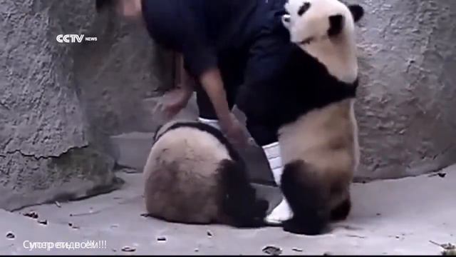 Панда приколист! смотреть онлайн