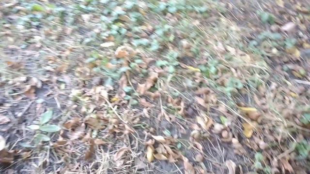 У кого то грибов полным полно ,а у нас орехов. смотреть онлайн