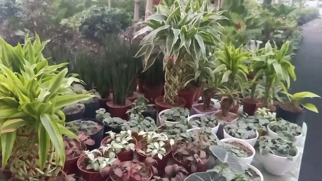 PAMPASWERTE NA HALAMAN PARA SA 2021!!!! PLANTITOS AT PLANTITAS!! смотреть онлайн