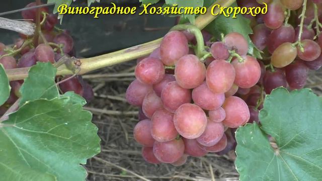 Виноград 2023. Снежок - стабильная рабочая лошадка