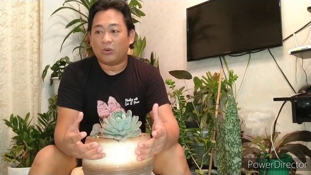 Dish Garden featuring Echeveria elegans "grey red" & Haworthia fasciata смотреть онлайн