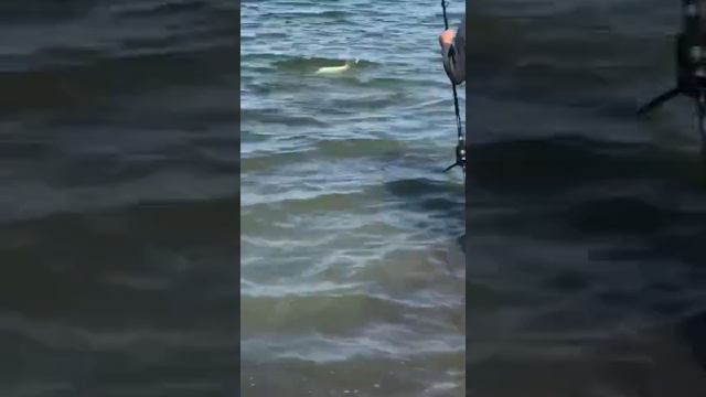 Ловля карпа в Шардаре, любите природу относитесь бережно к природе смотреть онлайн