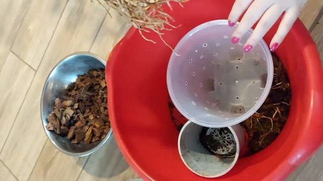 Орхидея Дендробиум Фаленопсис пересадка смотреть онлайн