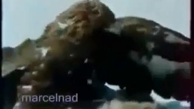 Охота на волка с Беркутом! смотреть онлайн