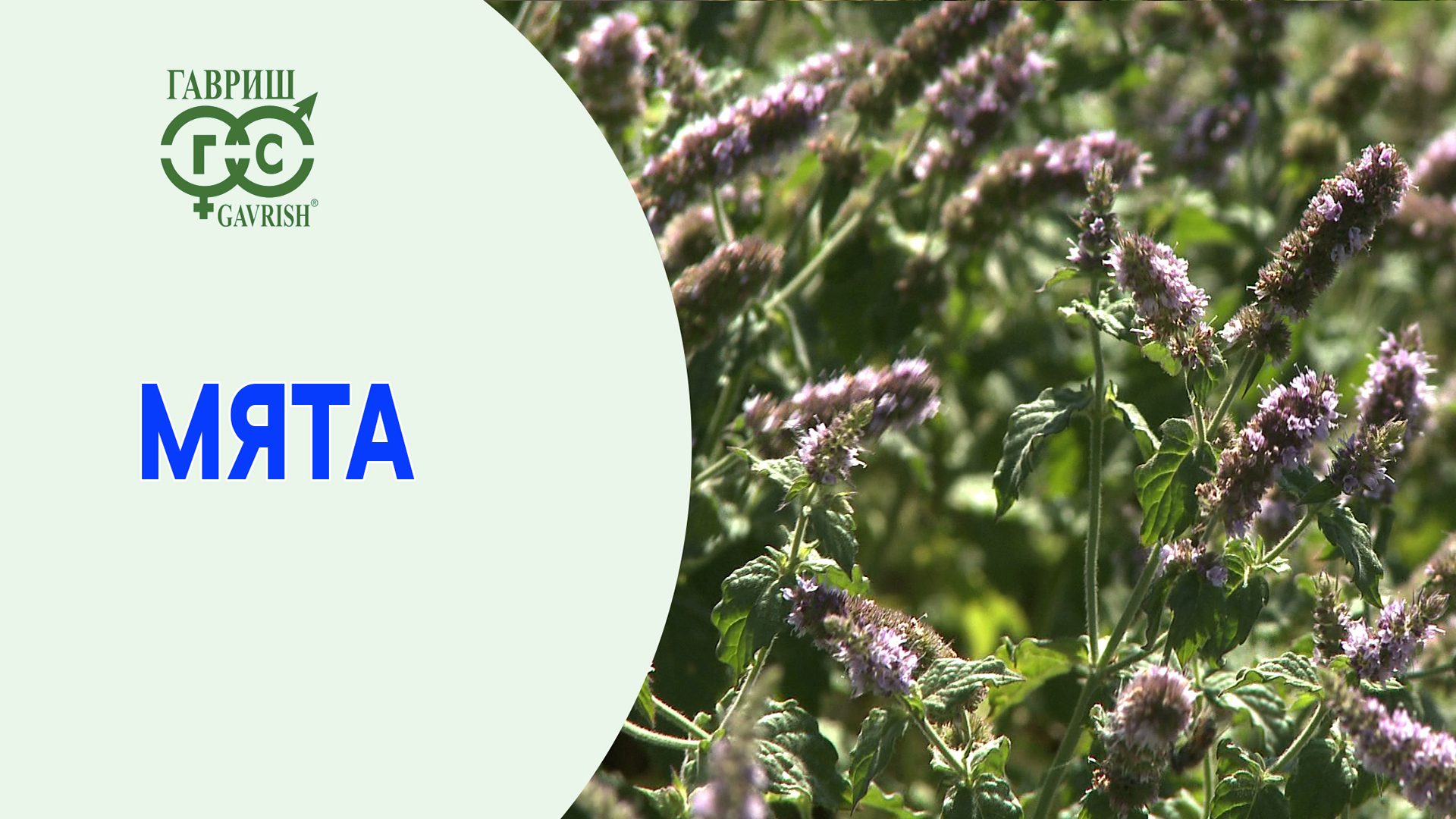 Мята смотреть онлайн