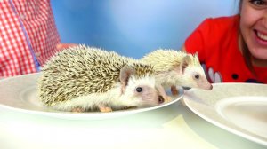 Обычная Еда против Мармелада - Челлендж! Мама ПЛАЧЕТ!