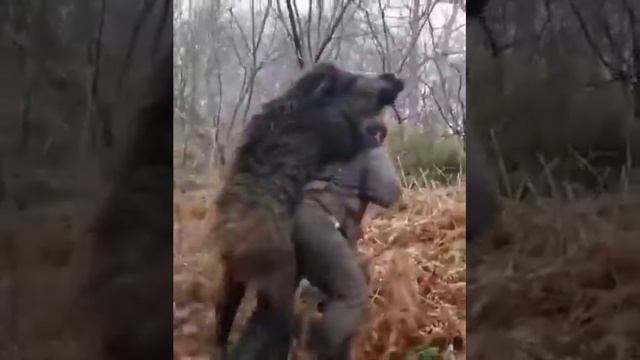 150кг. весит кабан смотреть онлайн