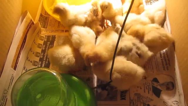 Куриный эксперимент! Итоги! Кормление и содержание цыплят. смотреть онлайн