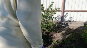 Сажаю лиану каприфоль ?или вьющуюся жимолость на своем садовом участке.