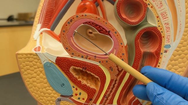 Female Reproductive System with Placenta смотреть онлайн